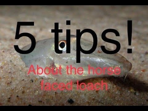 5 tips on the horse faced loach!