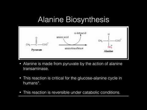 Alanine Biosynthesis
