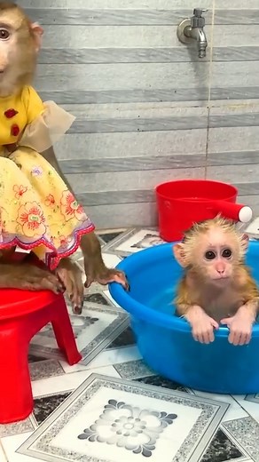 140K views · 2.3K reactions | Following Monkey Mit's feces on the ground, Monkey Kaka yelled for Mother. #Monkeylife #babymonkey #Reels #Facebookreels | Family Animal | Facebook
