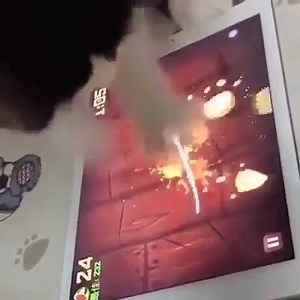 42 reactions | Ninja Master Meow! | Meow | Facebook