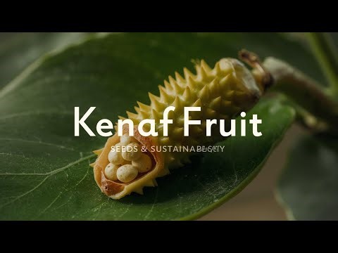 Kenaf Fruit — The Tiny Capsule Powering a Sustainable Plant