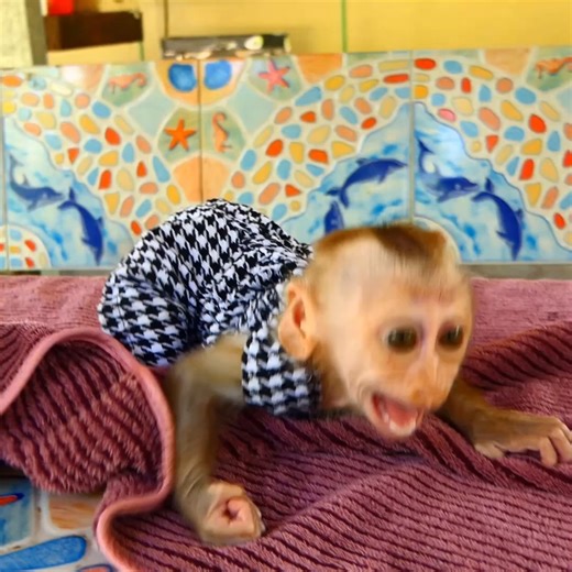 Spoil Monkey Jacky&jenny Are Very Hungry... . . . #reel #cute #animals #lovely #newbornbabymonkey #monkey | Cute Baby Monkey