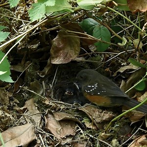 Spotted towhee birds Try to find food to feed the young in the nest | Review Bird Nest