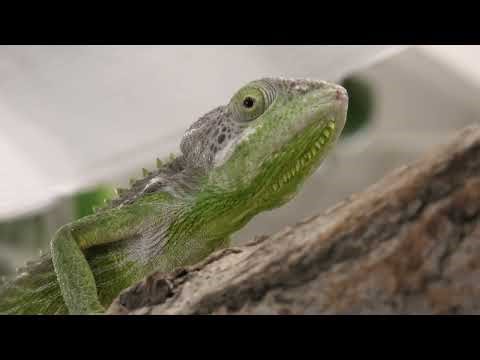 スパイニーカメレオン (めっちゃおもろい動物園) 2021年10月7日
