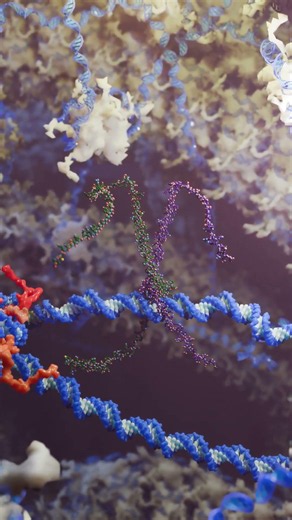 The Transcription Factor MAD-MAX