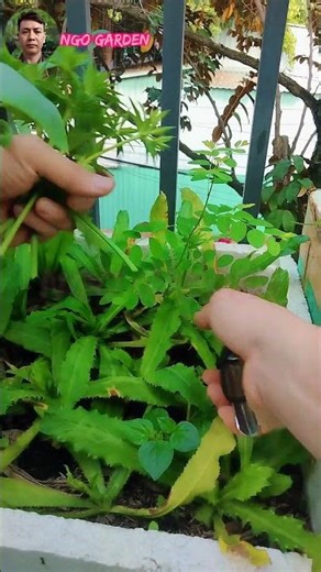Cutting the flowers of sawtooth coriander helps the plant last longer. #ngogarden #garden