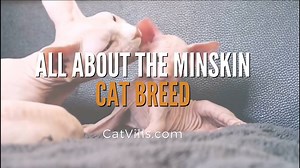 ALL ABOUT THE MINSKIN CAT BREED