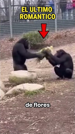 LE LLEVÓ UN RAMO DE FLORES, HASTA QUE VIO SU REACCIÓN 💔