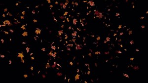 Download Maple Leaves Element for free