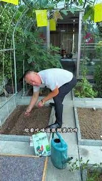 In summer, you can also grow some red amaranth, which is great for making