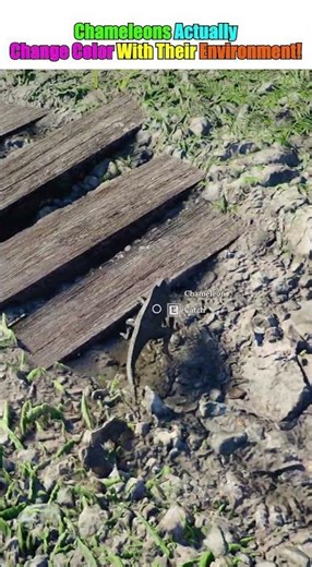 Chameleons Actually Change Color to Match Their Environment! #CrimsonDesert