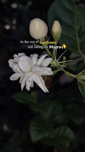 Obsession🪷.|Mogra Aesthetic Reel|Peaceful Night Vibes#shorts#shortsfeed#flowers#skate4#mogra#jasmine