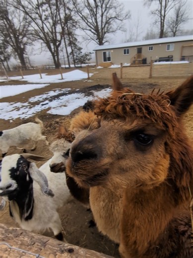 Understanding Grain Cultivation in Agriculture