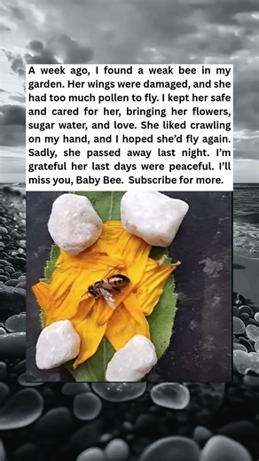 The Last Flight Bee Never Took