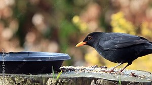 blackbird turdus merula eats bird seed