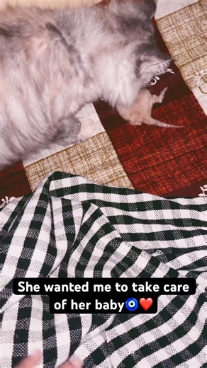 Chibi meow🧿❤️ | funny videos | funny cats | persian cats. #cat #kitten #cute #funny #mycat #kitty