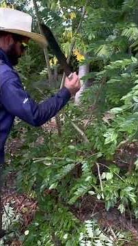 Moringa vs. Gliricidia: Why Moringa is MUCH better for Forage? 🌿🐄