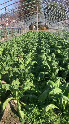 鷹峯から上賀茂のほうに寄ると、青々としたすぐき菜の最盛期。 今年も南野農園の自販機ですぐきを買って、冬支度が着々と。 #すぐき #京都 #上賀茂 #冬支度 | Hirata Yukihide