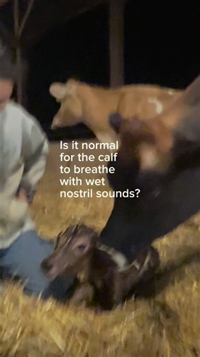 Reverence Farms on Instagram: "Don’t unalive. If you’ve never had a calf, or only a handful, how do you know what to do when something comes up you’ve never seen? You will learn, for sure, maybe with a now-unalive animal. Those lessons leave a mark. The things that can go wrong at calving and their possible (and not unlikely) results: Low calcium during birth → failure to progress → dead calf → retained placenta → uterine infection → mastitis Insufficient energy prior to and during birth due to 