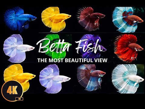 The Most Beautiful Betta Fish Varieties in the World🐠✨ ❤️| 4K Macro Cinematic Showcase