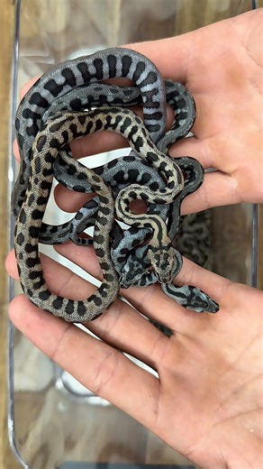 This clutch of Axanthic & Het Axanthic Jungle Jags are coming up for their first sheds. Can’t wait to see what some of these look like in a few months 😍 | Royal Reptiles