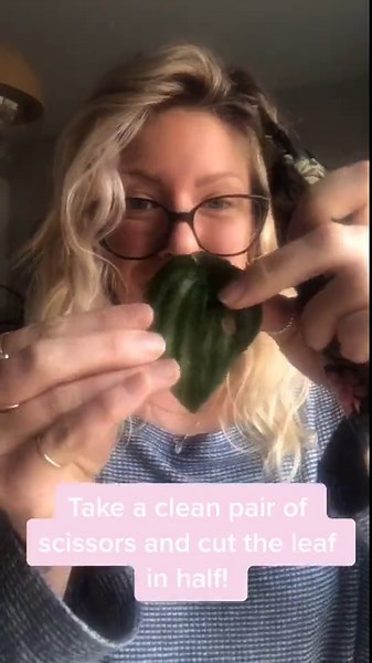 Pilea Propagation 🌱 ! It’s so easy to propagate these plants, one of my favourites to watch grow! 🙌🏼💫 #plants #plantpropagation