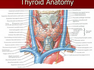 PPT - Thyroid Anatomy PowerPoint Presentation, free download - ID:2047550
