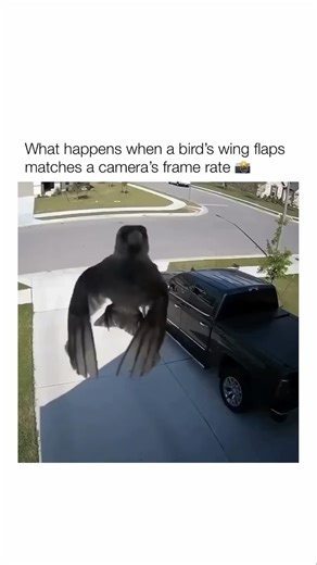 When a bird's wing flaps perfectly match the camera's frame rate #shorts