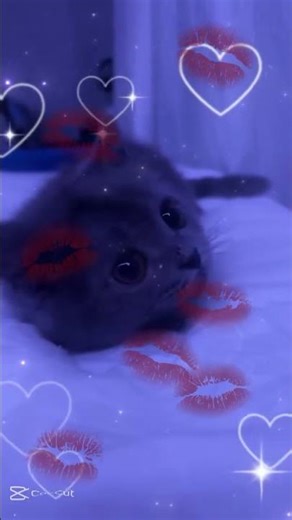 je vous aime comme ce chat