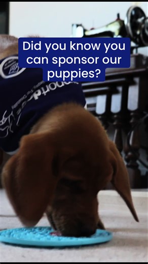You can sponsor our puppies! 🐶 From £5 a month you can keep up with our gorgeous puppies in training, as they work to become life changing assistance dogs! 🐾 Not only will your sponsorship help to fund their puppy classes, treats, toys, and training - you’ll also receive a welcome pack with a fact card, certificate, puppy print, magazine, and cuddly puppy! 💙 You’ll get regular puppy updates from different puppies at a range of stages in their support dogs journey📝 The perfect gift for yourse