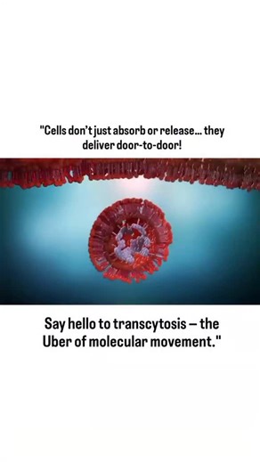 Rx_Vibes on Instagram: "🔬 What is Transcytosis? Transcytosis is a cellular transport mechanism where molecules are moved across the interior of a cell. It combines endocytosis (intake), vesicular transport, and exocytosis (release), allowing substances to pass through a cell layer — commonly across epithelial or endothelial cells. 🧠 It’s crucial in: 1️⃣Nutrient transport (e.g., antibodies in infants via breast milk) 2️⃣Blood-brain barrier function 3️⃣Drug delivery systems #Transcytosis #CellBi