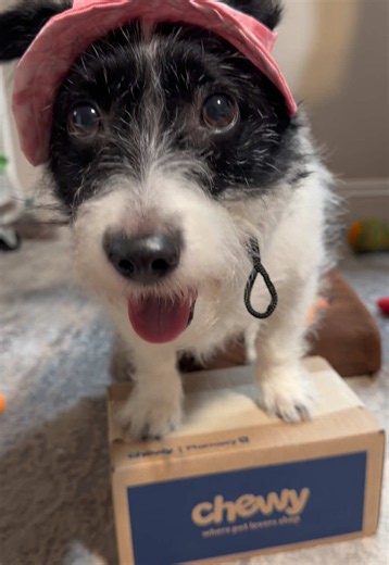 When your store carries everything BUT your meds… luckily @Chewy Pharmacy is here to save the day. #ChewyPartner