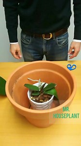 1.6M views · 7.8K reactions | How to repot an orchid ☺️ . This is an...