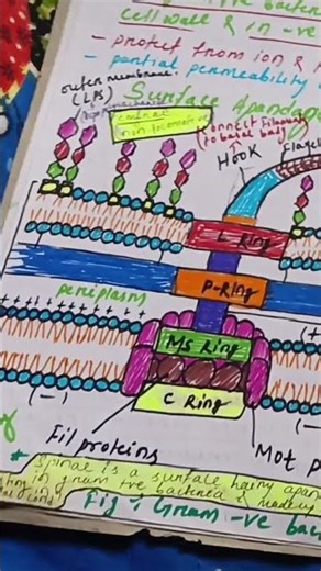 bio notes 💚#botany #notes #oldmemories #shorts #shortvideo
