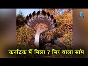 कर्नाटक में मिला 7 सिर वाला सांप। 7 headed snake found in Karnataka