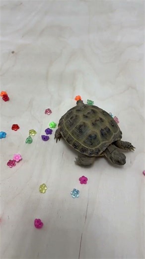 Turtle Beads Magic 🐢