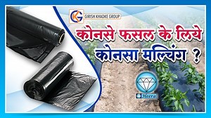 3.6K views | Mulching paper price, मल्चिंग पेपर लगाने के कई लाभ,...