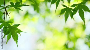 Green nature bokeh background of trees branches and green leaves may be used as a natural backdrop or overlay. Stock footage video 4k Stock Video