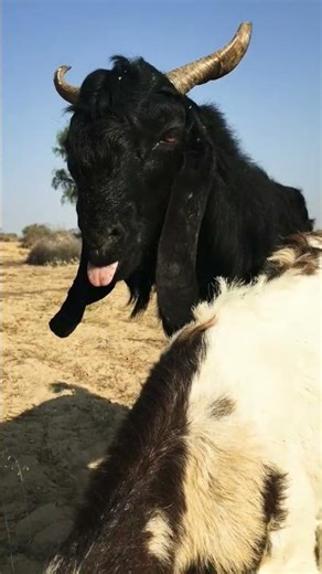 Playful Buck Having Fun with Goats|| Funny Goat Moments||