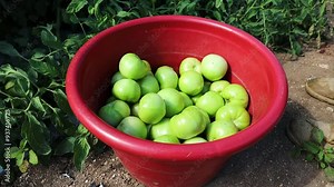 Closeup footage of the freshly picked green tomatoes in a red plastic bucket in a tomato field