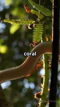 The Mysterious Journey of the Malayan Blue Coral Snake 🐍💙