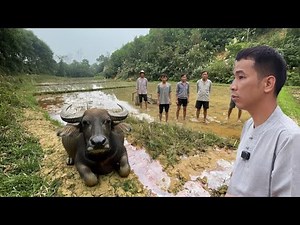 Kỳ Lạ Con Trâu Đang Cày Đột Nhiên Quỳ Xuống Khi Động Phải Cổ Vật Linh Thiêng Khiến Gia Chủ Sợ Hãi