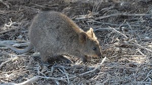 Small and cute Quokka walking on the ground sniffing around and looking for food. Funny and adorable small kangaroo called quokkas on Rottnest Island, Western Australia. Australias beautiful wildlife.
