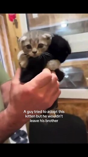 Kittens’ Heartwarming Bond Captured on Video