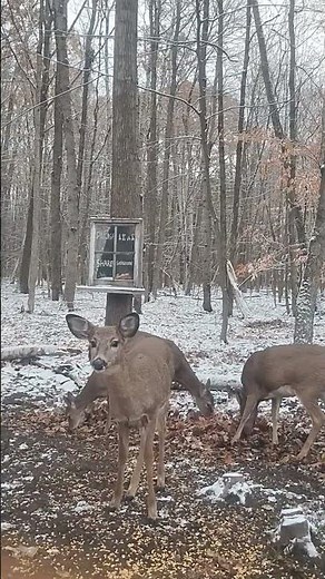 Snowy Backyard Wildlife Time lapse #nature #forestwhispers #riversoundandbird #relaxingsounds