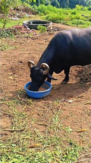 What Are The ESSENTIAL Tools For A Mini Farm #shorts #shortfeed #dairyfarm #animals