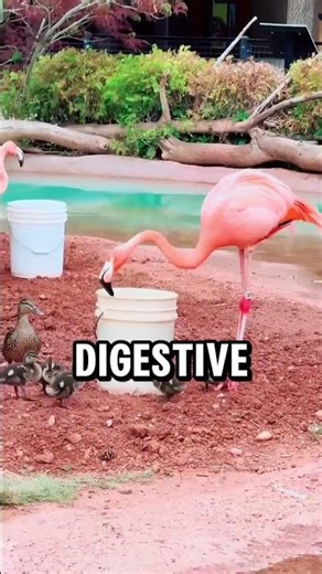 Flamingo Shares "Crop Milk" with Ducklings! 🦩🦆