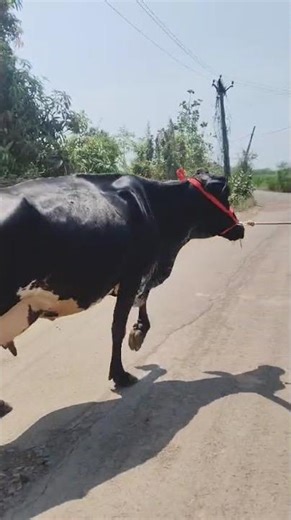 hf cow for sell 3ed timer 8 ltr milk 4day janeli