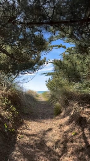 Out of the trees and into the blue 😍💙 📷 @the_local_path | Waikuku Beach Holiday Park
