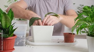 Transplanting eucharis from a small pot to a large one. A man compresses the earth around a houseplant in a new pot. Spring gardening.